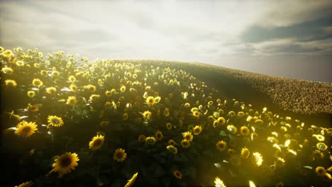 Sonnenblumenfeld-Und-Bewölkter-Himmel